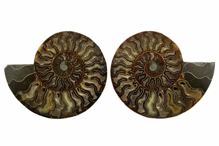 Cut & Polished, Agatized Ammonite Fossil - Crystal Pockets #323410